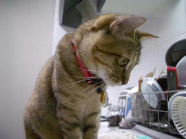 IMGP11138.jpg