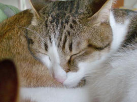 IMGP11370.jpg