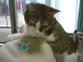 IMGP11509.jpg