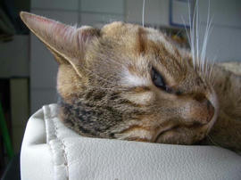 IMGP11726.jpg
