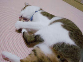 IMGP11808.jpg