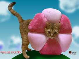 nyaion1024_768.jpg