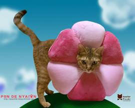 nyaion1280_1024.jpg