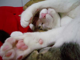 IMGP12225.jpg