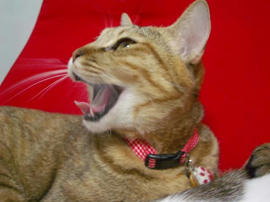 IMGP12232.jpg