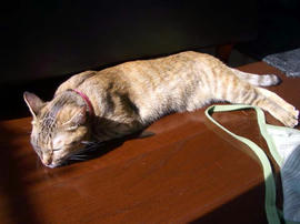 IMGP12331.jpg