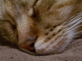 IMGP12437.jpg