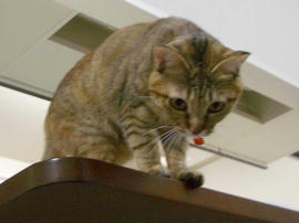 IMGP12465.jpg