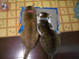 IMGP12768.jpg