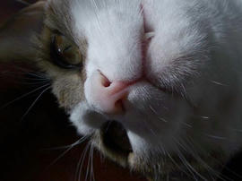 IMGP12831.jpg