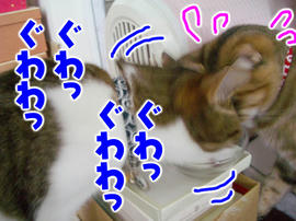 IMGP13737.jpg