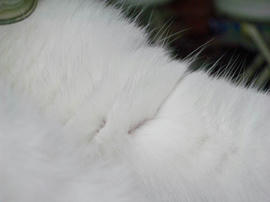 IMGP14055.jpg