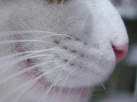 IMGP14056.jpg