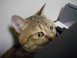 IMGP14267.jpg