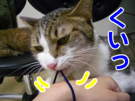 IMGP14418.jpg