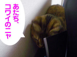 IMGP14441.jpg