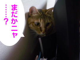 IMGP14442.jpg