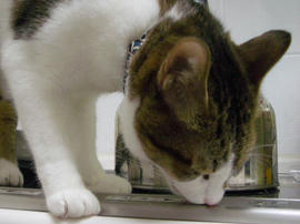 IMGP14746.jpg