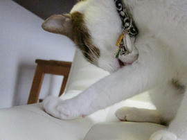 IMG00238.jpg
