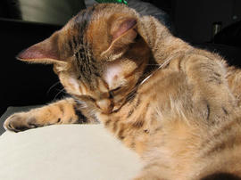 IMG00311.jpg