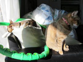 IMG00333.jpg