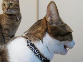 IMG00383.jpg