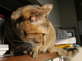 IMG00411.jpg