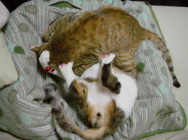 IMGP9025.jpg