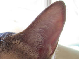 IMG00717.jpg