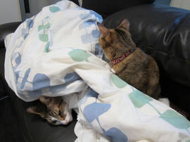 IMG00723.jpg