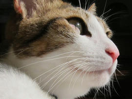 IMG00871.jpg