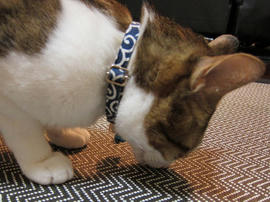 IMG00951.jpg