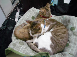 IMGP10231.jpg