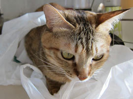 IMG01100.jpg