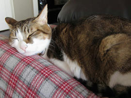 IMG01196.jpg