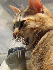 IMG01234.jpg