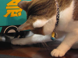 IMG01267.jpg