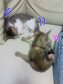 PAP_0384.jpg