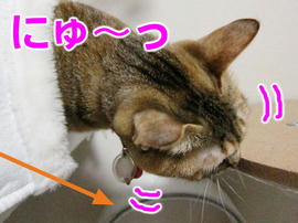 IMG01532.jpg