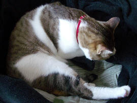 IMGP10854.jpg