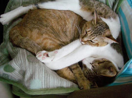 IMGP11036.jpg