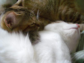 IMGP11047.jpg