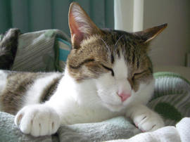 IMGP11053.jpg