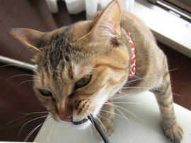 IMG02106.jpg