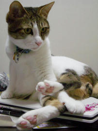 IMGP11198.jpg