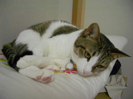 IMGP11375.jpg