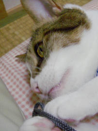 IMGP11574.jpg