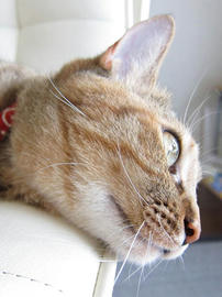 IMG02593.jpg