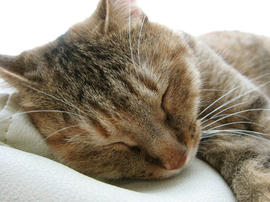 IMG02652.jpg