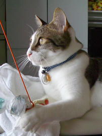 IMGP11606.jpg
